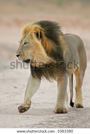 Big, black-maned African lion (Panthera leo) walking, Kalahari, South Africa