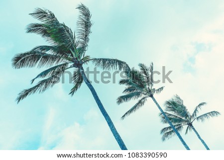 Coconut Palms Sway Gently In The Afternoon Trade Winds On The Island Of Maui