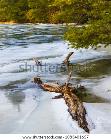 Colorful, decaying tree laying in partially frozen lake, with greenery background
