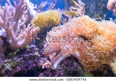 Beautiful sea anemone Condylactis gigantea in aquarium.