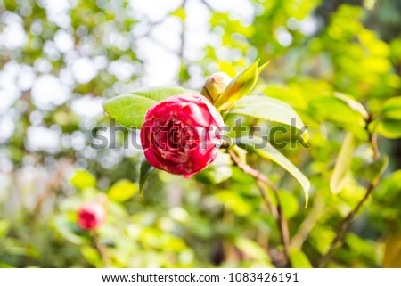 Close up macro shot of a garden red / pink rose flower, bright green leaves, blurry background. Sunny day.