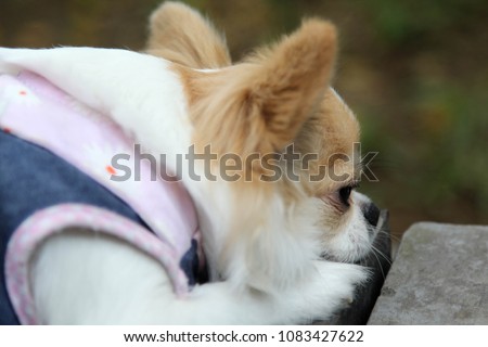 White and brown female Chihuahua dog squat on the table.