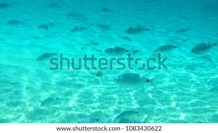 Underwater photo from iconic picturesque turquoise clear water beach of Agios Sostis with small fish in island of Mykonos, Cyclades, Greece