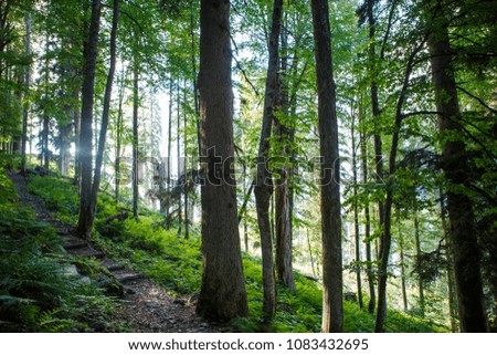Image of forest with fern