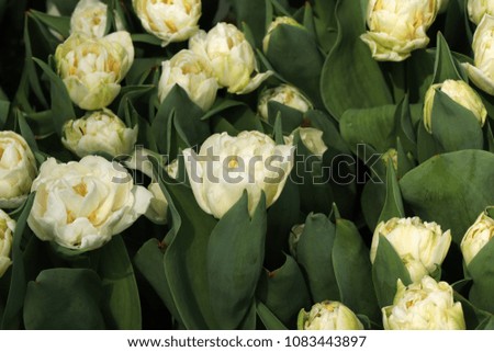 A many white tulipa on one place can create amazing background on your pc