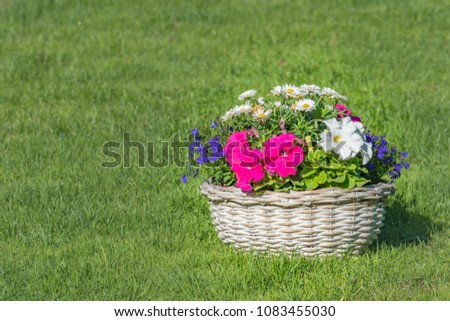 flower pot with different colorful summer flowers stands in the swedish garden, green grass. Bokeh effect on green trees at the background