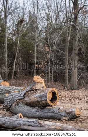 cut trees wood degradation deforestation