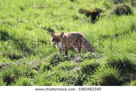 Red Fox observers her surroundings