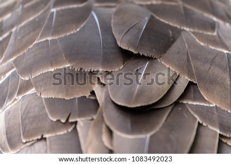Canada Goose feathers isolated