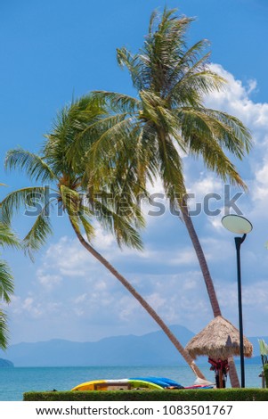 Coconut palm tree and Kayak on tropical beach in southeast asia.