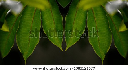 Symmetrical Magnolia green leaves with veins on a dark background. 