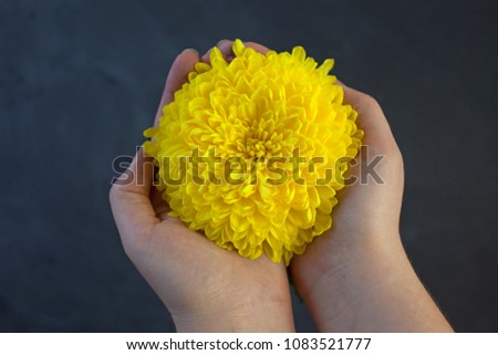 yellow chrysanthemums on a background of chalk boards