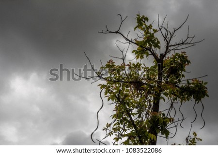 Picture of tree when the rain is coming