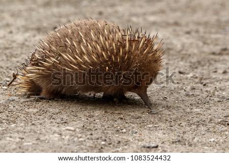 Echidnas sometimes known as spiny anteaters, belong to the family Tachyglossidae in the monotreme order of egg-laying mammals. The four extant species, together with the platypus, are the only survivi