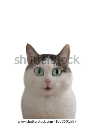 funny cat meme pic with surprise question expression blue wide open eyes and mouth with copy space isolated on white