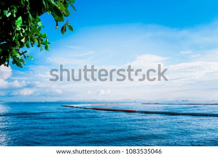 Big trees with green leaves by the sea. have bright sky and clouds. summer on the beach.