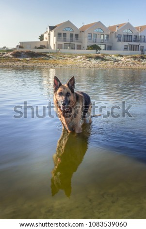 German Shepherd dog swimming at the beach, Cape Town, South Africa 