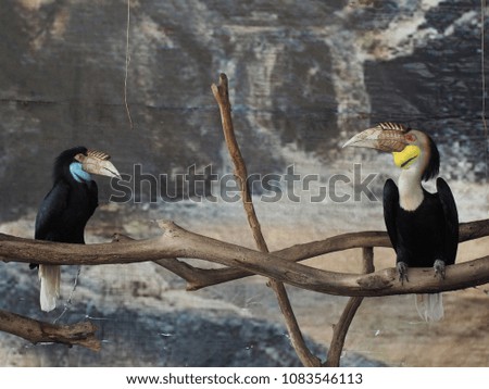 Animal relax time, black Wreathed hornbill bird are standing on the brance