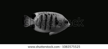 Flame angelfish - Black and White edition