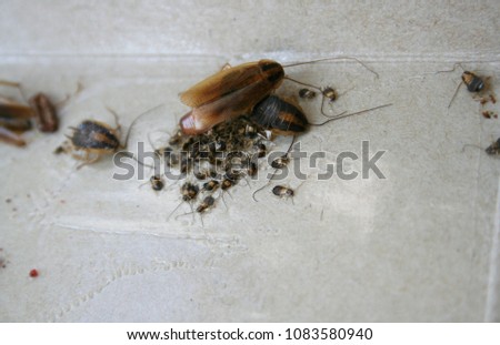 German Cockroach Egg Case