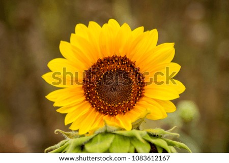 Blossoming sunflower  in the field