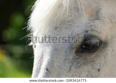 Close up of white horse eye