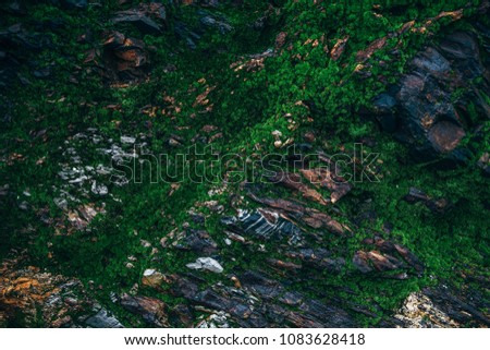 Forests land covered with green moss and grass, rocks covered with moss a tropical green background.
