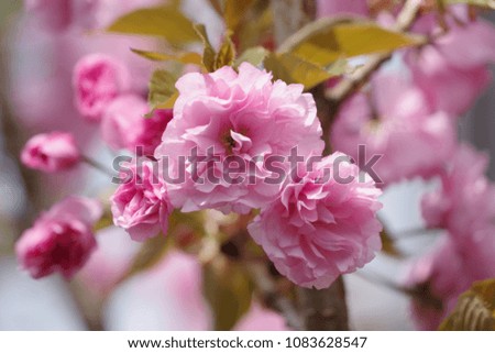 Delicate pink flowers of cherry tree-spring blooming kwanzan tree closeup background