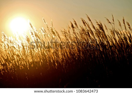 Sun Going Down Over the Over Grown Grass
