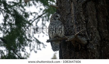 An Owl Sitting Upon A Tree