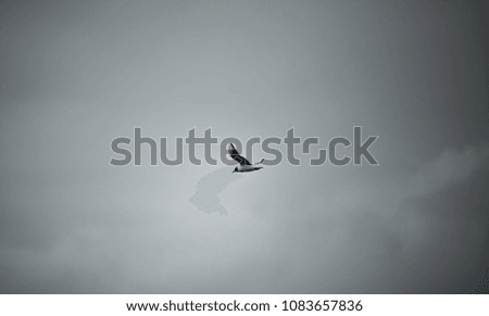 A bird flying near the coast