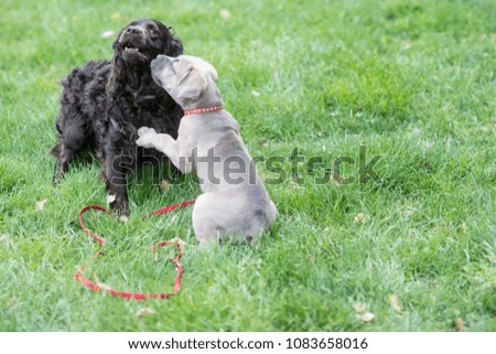 A dog and a puppy are playing, wrestling, running, and having fun outdoors