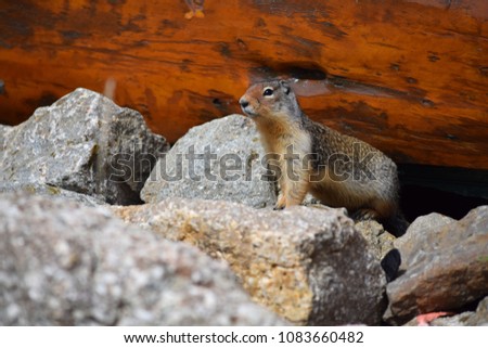 An adorable columbian ground squirrel stands at attention outside his log cabin home on the slopes of the Lake Louise ski resort in the Canadian Rockies in Banff National Park in Alberta, Canada