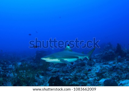 Blacktip Reef Shark cruising over a reef in Indonesia