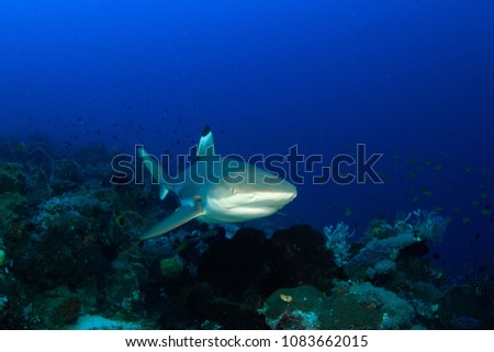 Blacktip Reef Shark cruising over a reef in Indonesia