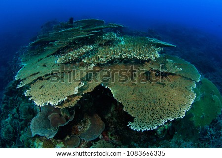 Abundant hard coral formations on the lava flow of the Gunung Api Vulcano in the Banda Islands that erupted in 1988, this picture is taken 30 years later in 2018 and shows how hast the reef re-grew