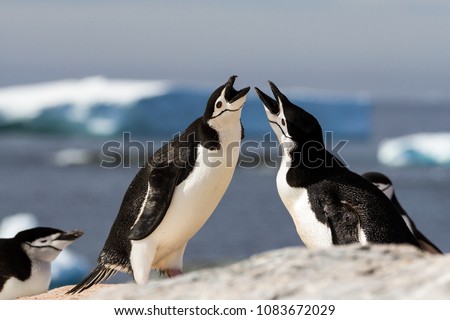A pair of chinstrap penguins (Pygoscelis antarcticus) greeting each other with a mating display with icebergs in background, Antarctica