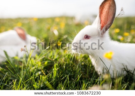 white rabbit on a grass background