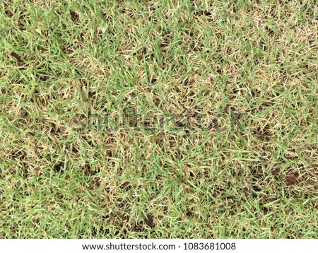 Grass floor texture background natural