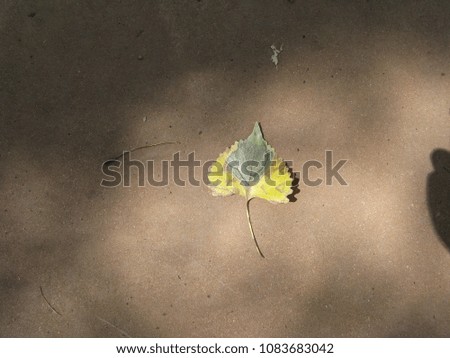 Multicolor leaf in the shadows on the ground