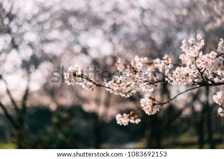Cherry blossoms of Jeju Island, Korea