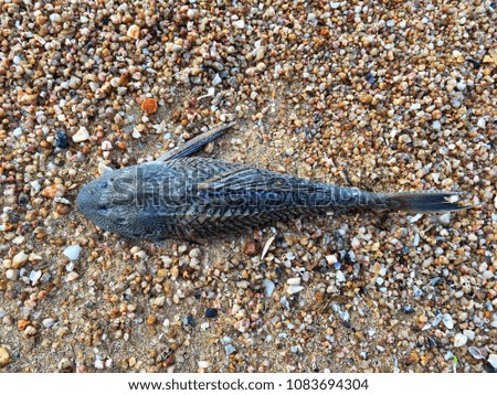 Death fish on the beach