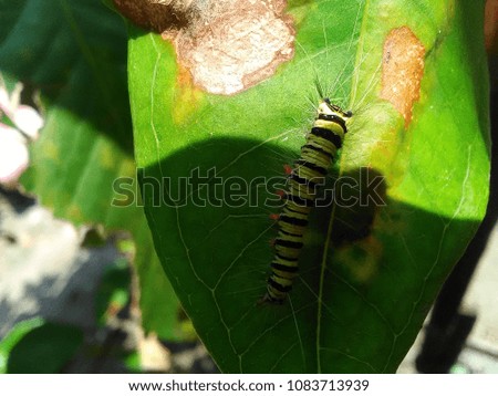 caterpillar on leaves