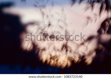 Beautiful tree plants with illuminated natural lights isolated unique blurred background photograph