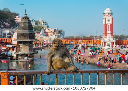 Monkey at Ganges River in Haridwar Royalty-Free Stock Photo #1083727904