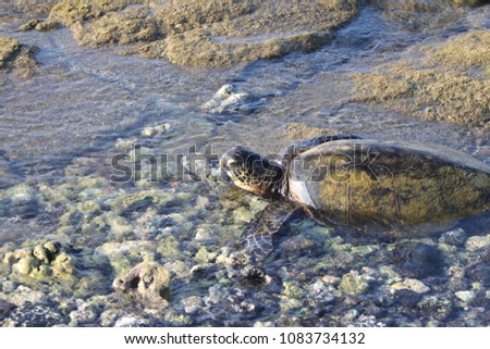 Green (Honu), hawksbill (Honu’ea) leatherback, Turtle amongst rocks and coral in the ocean
