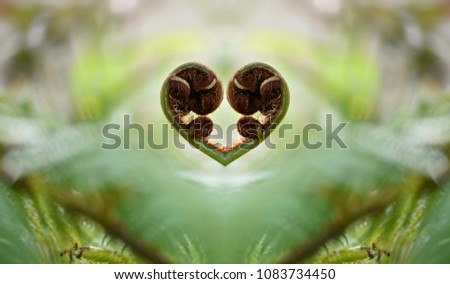 Fiddlehead Fern (curled Fern) frond in the shape of a heart on a natural green background texture. 