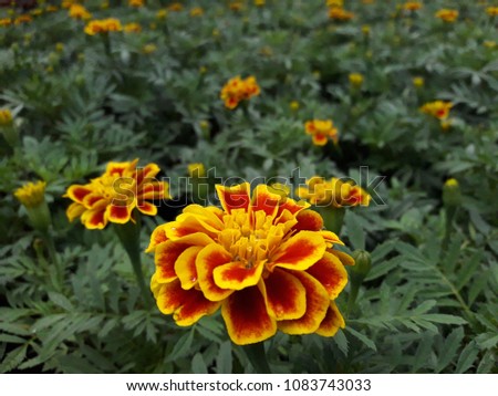 Marigold Calendula Flower