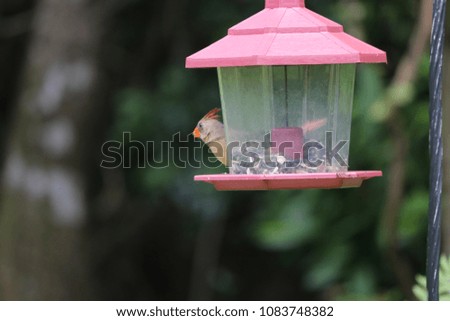 Female northern cardinal bird perched on a backyard feeder. 