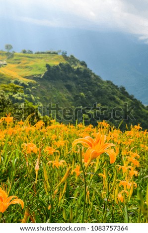 Hemerocallis fulva, Orange Daylily, The Orange day lily flower at sixty stone mountain, Fuli, Hualien, Taiwan